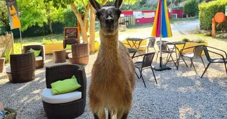 Lama Lama