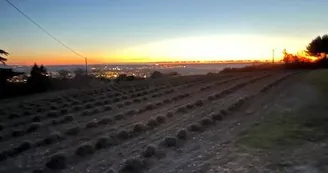 coucher de soleil hiver / champs de lavande