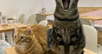 Dexter et Olympe