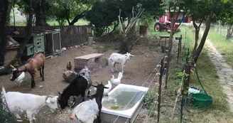 Animaux