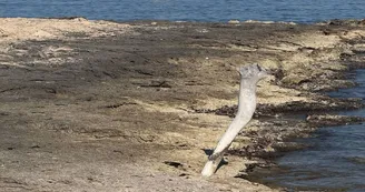 Plage naturiste de Bonnieu_Martigues