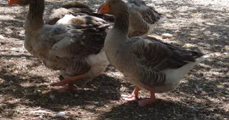 Ferme pédagogique du Parc de Figuerolles_Martigues