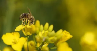 bee-7172838_1280