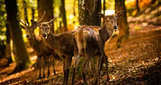 Luxeuil - les - Bains Vosges du Sud - Parc Animalier HD (7) Luxeuil - les - Bains Vosges du Sud - Parc Animalier HD (7)