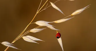 christelleboninn-ladybug christelleboninn-ladybug