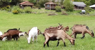 chèvres au pré chèvres au pré