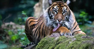 Tigre de Sumatra_3 Tigre de Sumatra_3
