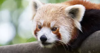 Panda roux_5 Panda roux_5