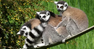 Lemurs cattas_1 Lemurs cattas_1