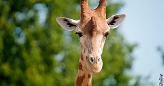 Parc Zoo du Reynou - Girafe Parc Zoo du Reynou - Girafe