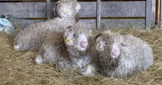 Chèvre angora Chèvre angora