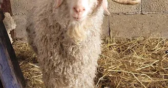 chèvre angora chèvre angora