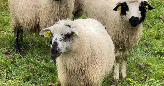 Moutons Moutons