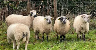 Moutons Moutons