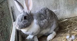 Lapin Lapin