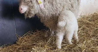 Chèvre angora Chèvre angora