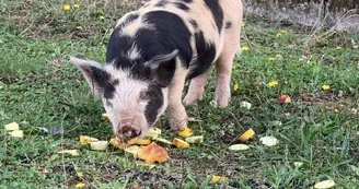 Cochon Kune kune Cochon Kune kune
