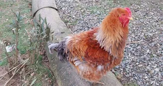 Poules Poules