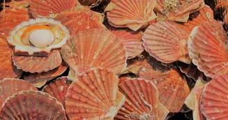 Coquilles Saint-Jacques Coquilles Saint-Jacques