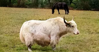 le Parc du Yack Blanc le Parc du Yack Blanc