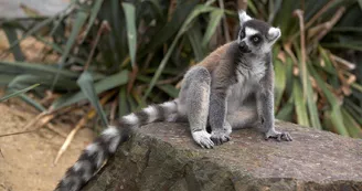 Zoo de Champrépus Zoo de Champrépus