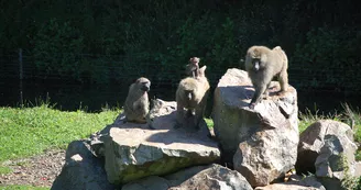 PARC ANIMALIER MONTAIGU LA BRISETTE PARC ANIMALIER MONTAIGU LA BRISETTE