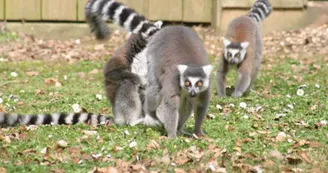 PARC ANIMALIER MONTAIGU LA BRISETTE PARC ANIMALIER MONTAIGU LA BRISETTE