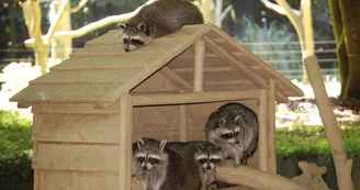 © PARC ANIMALIER SAINT MARTIN © PARC ANIMALIER SAINT MARTIN