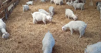 La Grange au Mohair - Bernesq