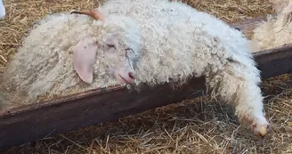 La Grange au Mohair - Bernesq