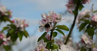 dr
