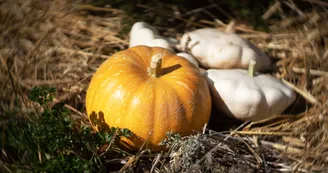 Récolte du jardin 