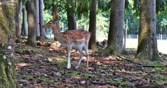 Parc animalier Saint-Léonard-des-Bois Parc animalier Saint-Léonard-des-Bois