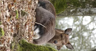 Parc animalier Saint-Léonard-des-Bois Parc animalier Saint-Léonard-des-Bois