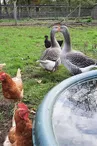 animaux-poule-oie-automne-ferme-pedagogique-turmeliere-lire-oa-osezmauges-(5)