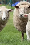 Ferme du Bardy