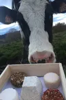 GAEC de Barnaudière - Lait délices de Lucie