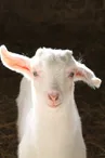 La Bergerie de l'Adreyt
