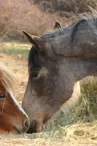 Stage Zen "Découverte du cheval"