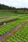 Les Frères Royé - Fruits et Légumes Bio