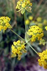 Plantes aromatiques et médicinales - Les jardins de Conches - Sarah Bertolliatti