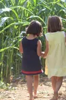 Labyrinthe de maïs