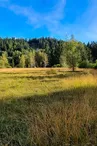 La tourbière du Grand Etang