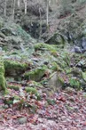 La fôret d’Éboulis de Battion