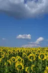 ADTPUCETOURNESOL