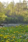 Bonny sur Loire - La Cheuille - 17 avril 2018 - OT Terres de Loire et Canaux - IRémy (2)
