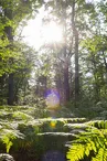 Forêt domaniale de Châteauroux