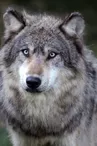 Loups
