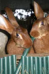 Forêt des Lapins - Lapins