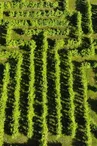 Labyrinthe